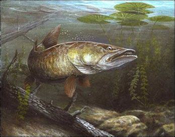 torpedo looking fish in the pike family|Muskellunge (Esox masquinongy .